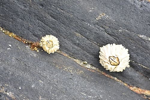 Alaska-Ketchikan-barnacle close-up Art Print